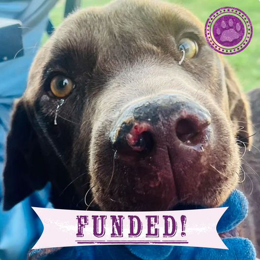 Funded: Help Novak Heal From His Wounds