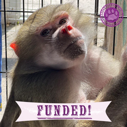 Funded: Help Zosia Heal from a Life of Neglect