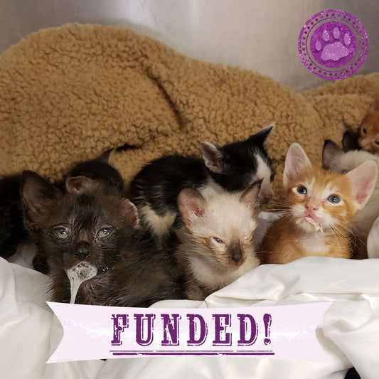 Funded - Save the Lives of Abandoned Litter of Kittens