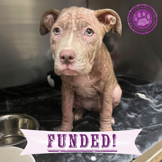 Funded - Save Seraphim's Skin From Mange