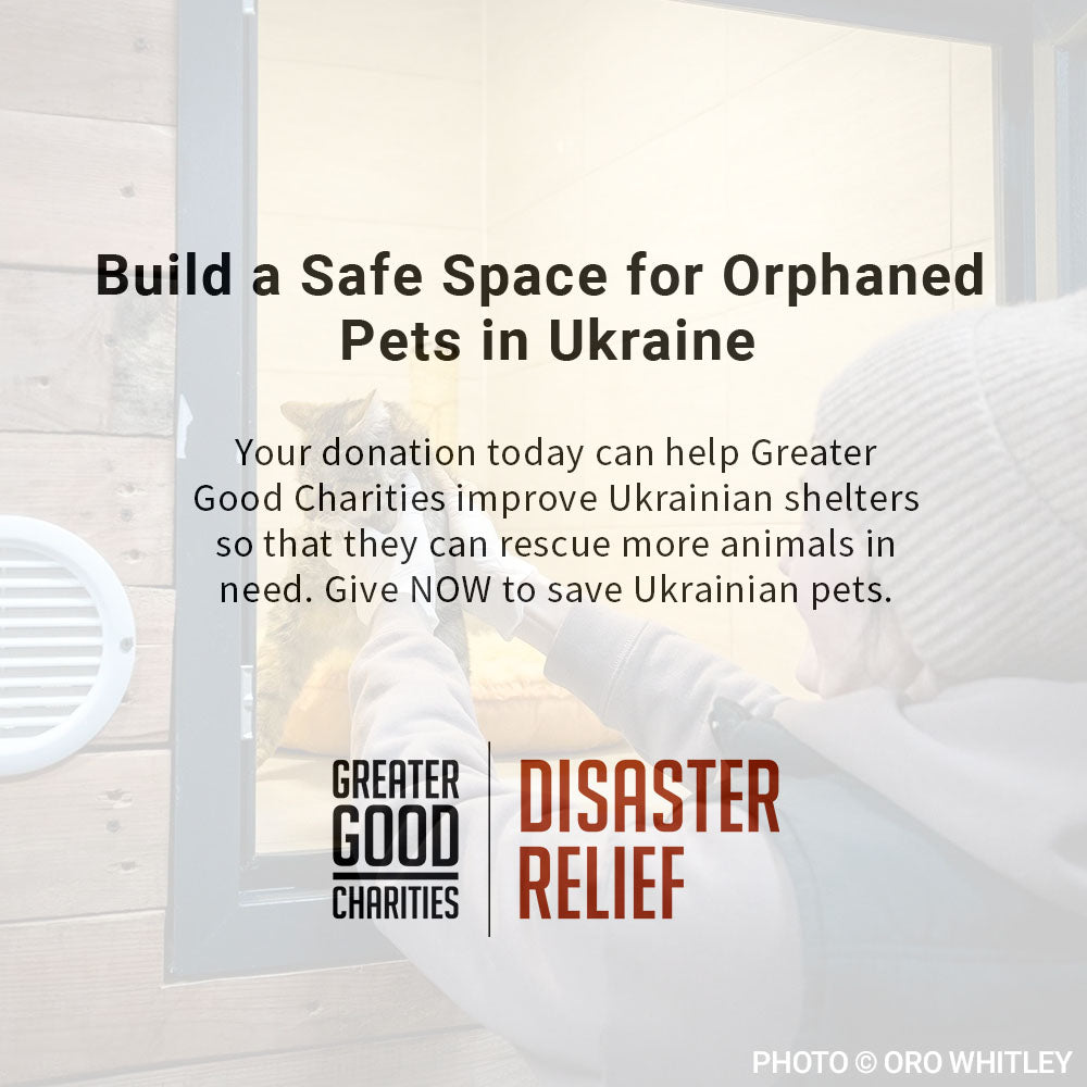 Traumatized Pets Abandoned in Ukraine Need a Safe Haven