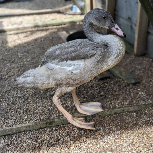 Help Prepare Abandoned Baby Swans to Be Released Back Into the Wild