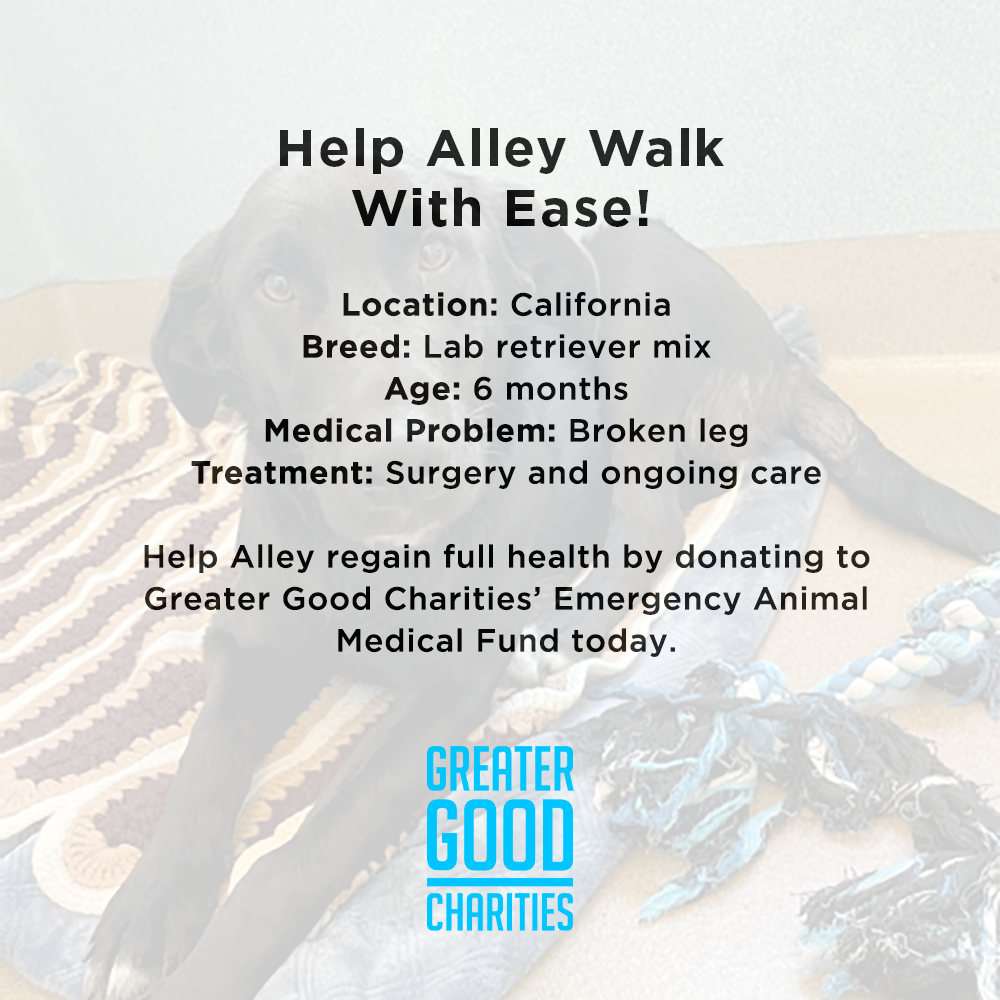 Funded: Help Alley Walk With Ease