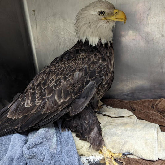 Help Bring Bald Eagle Back From Brink of Death