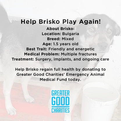 Funded - Help Playful Brisko Heal After Hit & Run