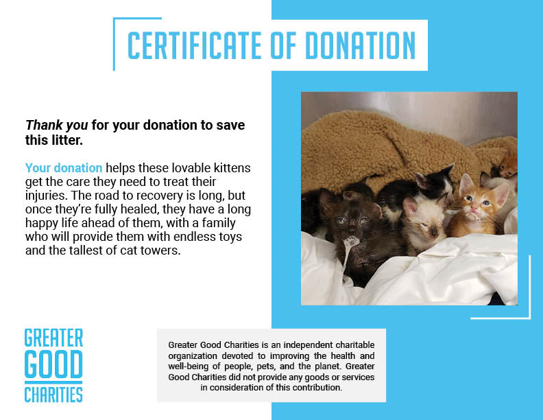 Funded - Save the Lives of Abandoned Litter of Kittens
