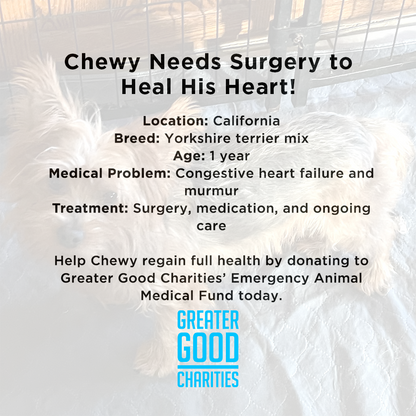 Funded: Chewy Needs Surgery to Heal His Heart
