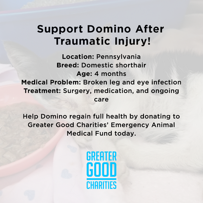 Funded - Support Domino After Traumatic Injury