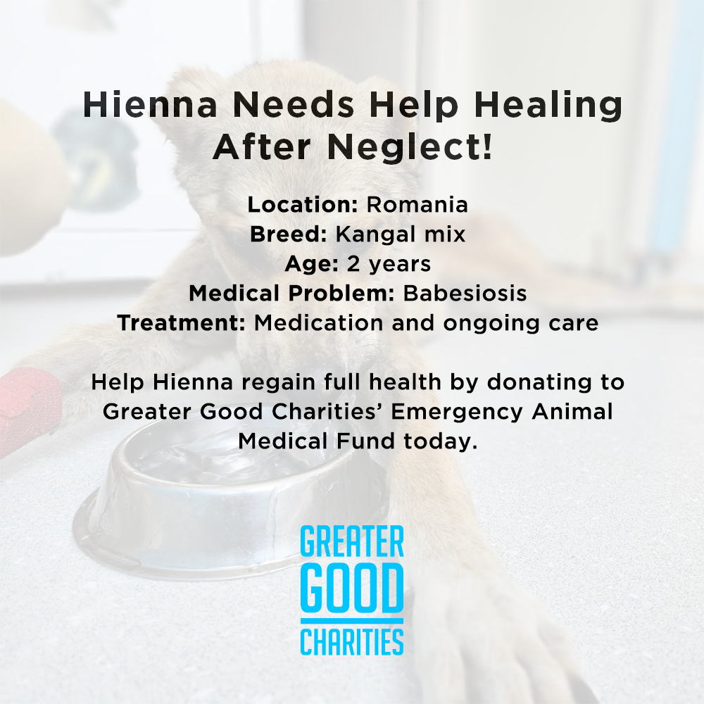 Funded: Hienna Needs Help Healing After Neglect