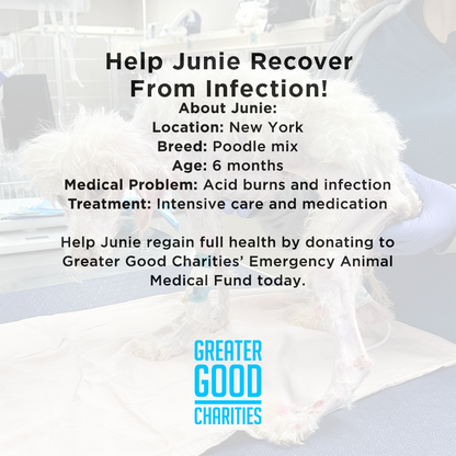 Funded - Help Junie Recover From Infection