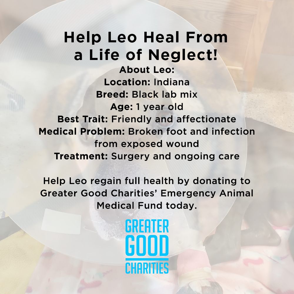 Funded - Help Leo Heal From a Life of Neglect