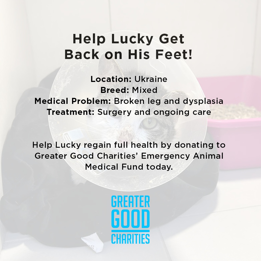 Funded: Help Lucky Get Back on His Feet