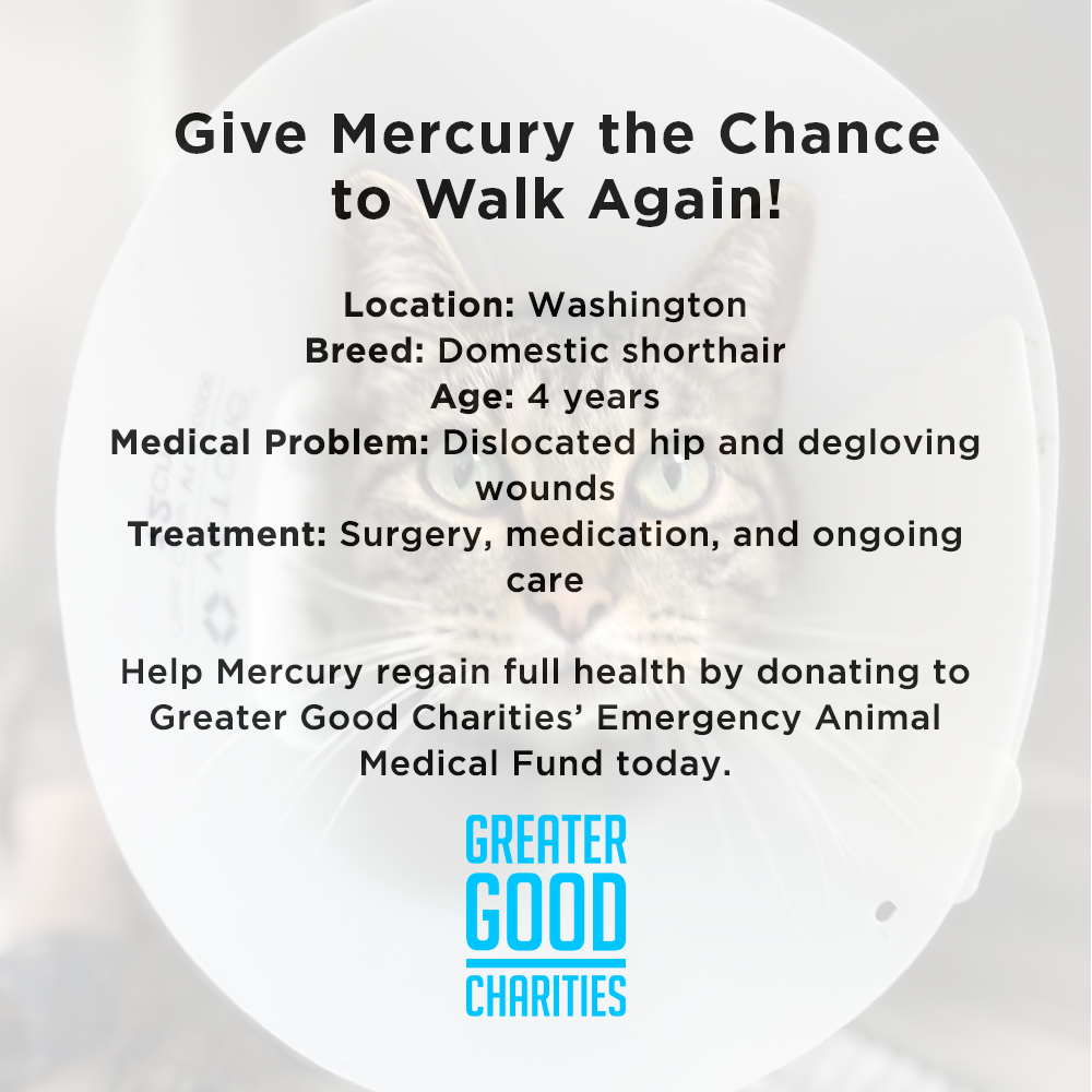 Funded - Give Mercury the Chance to Walk Again