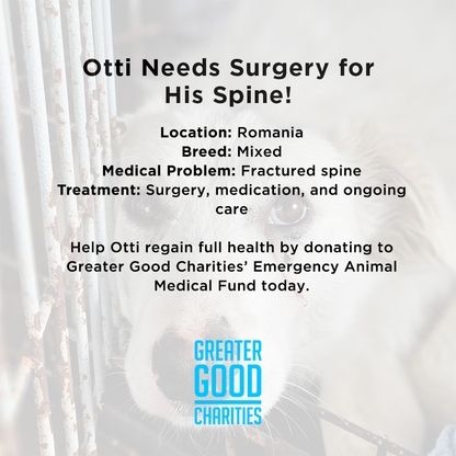 Funded: Help Heal Otti’s Broken Spine