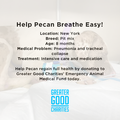 Funded - Help Pecan Breathe Easy