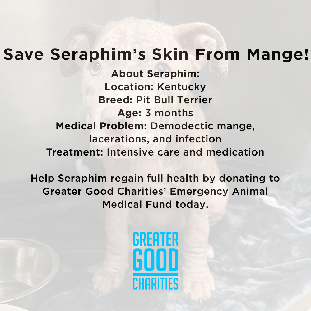 Funded - Save Seraphim's Skin From Mange