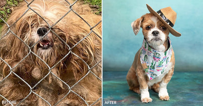 Dirty Dogs: Help Shelters Give Life-Changing Transformations