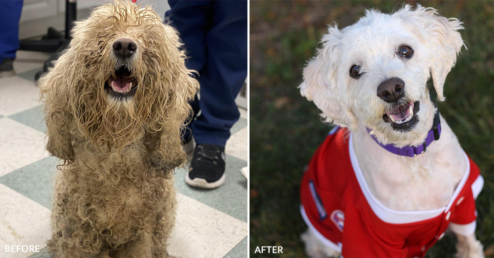 Dirty Dogs: Help Shelters Give Life-Changing Transformations