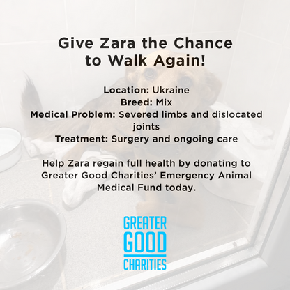 Funded: Give Zara the Chance to Walk Again