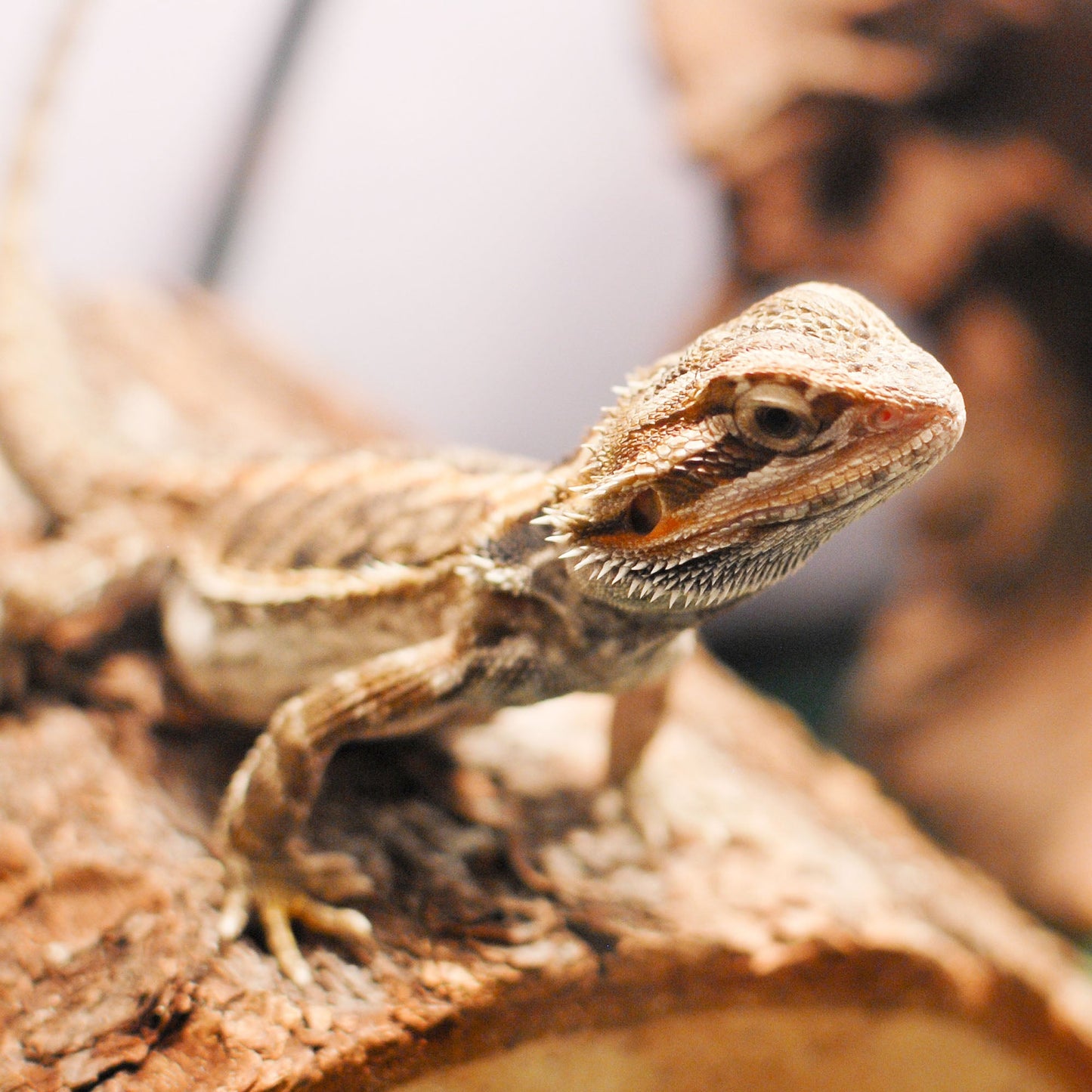 Send Supplies to Rescued Reptiles