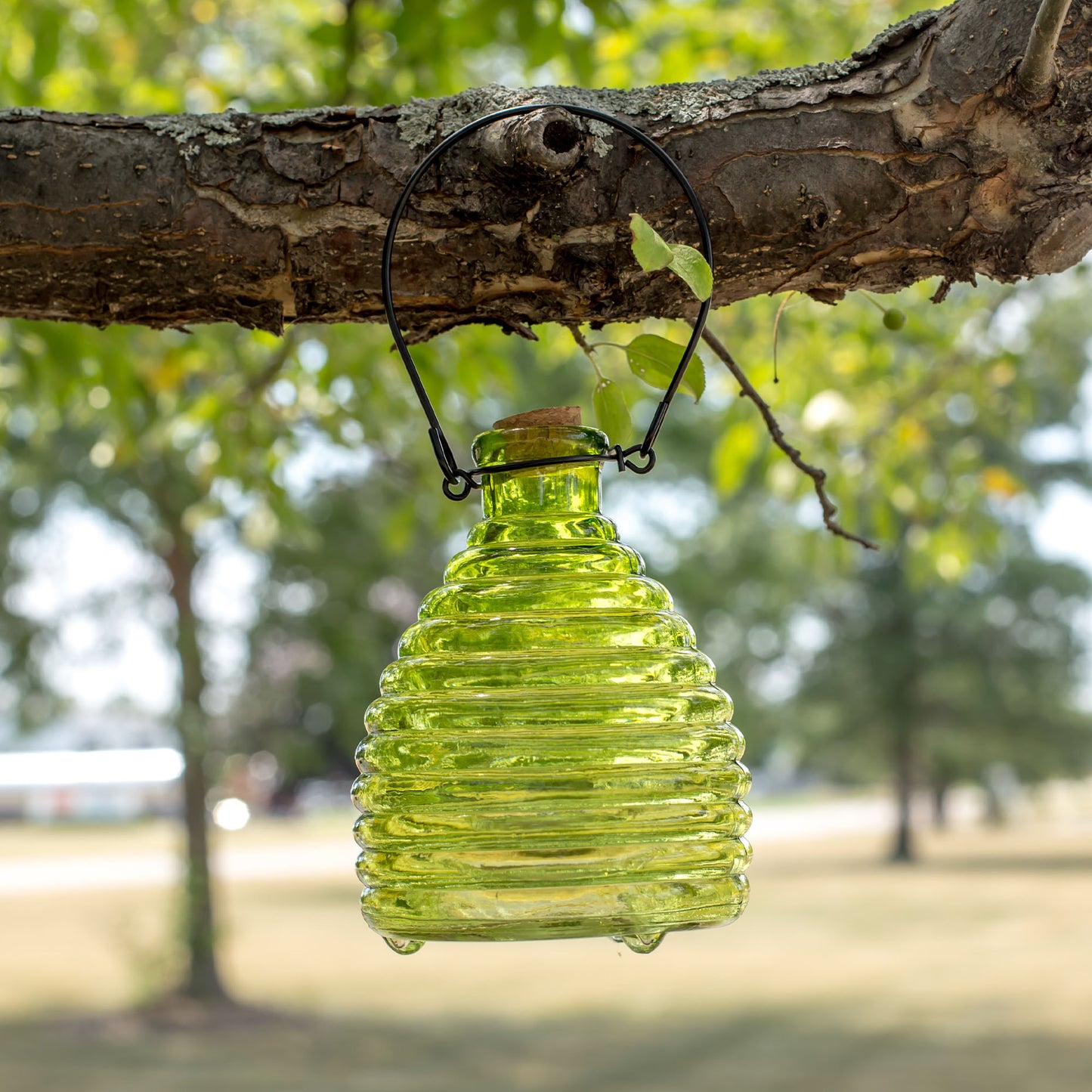 Glass Wasp Trap