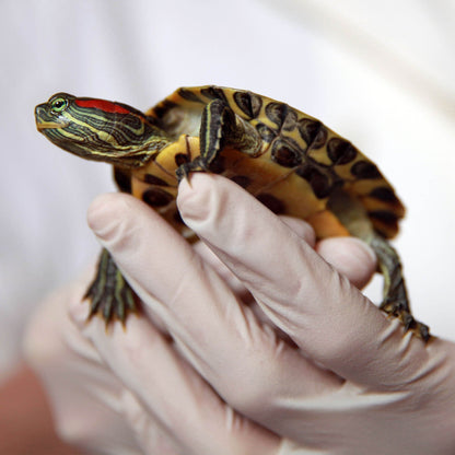Help Rescued Turtles By Sending Supplies