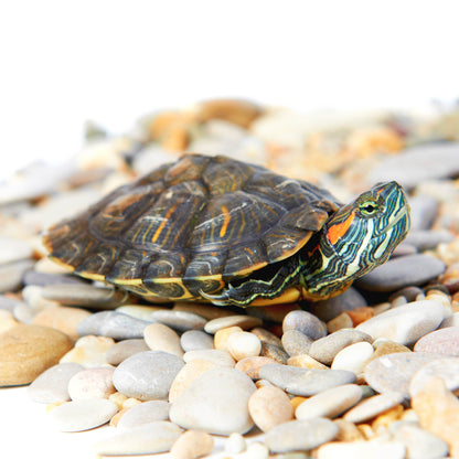 Help Rescued Turtles By Sending Supplies