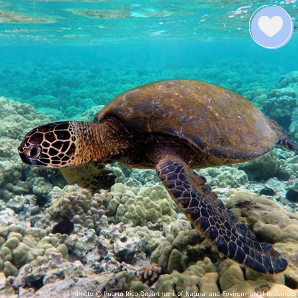 Project Peril: Save the Sea Turtle