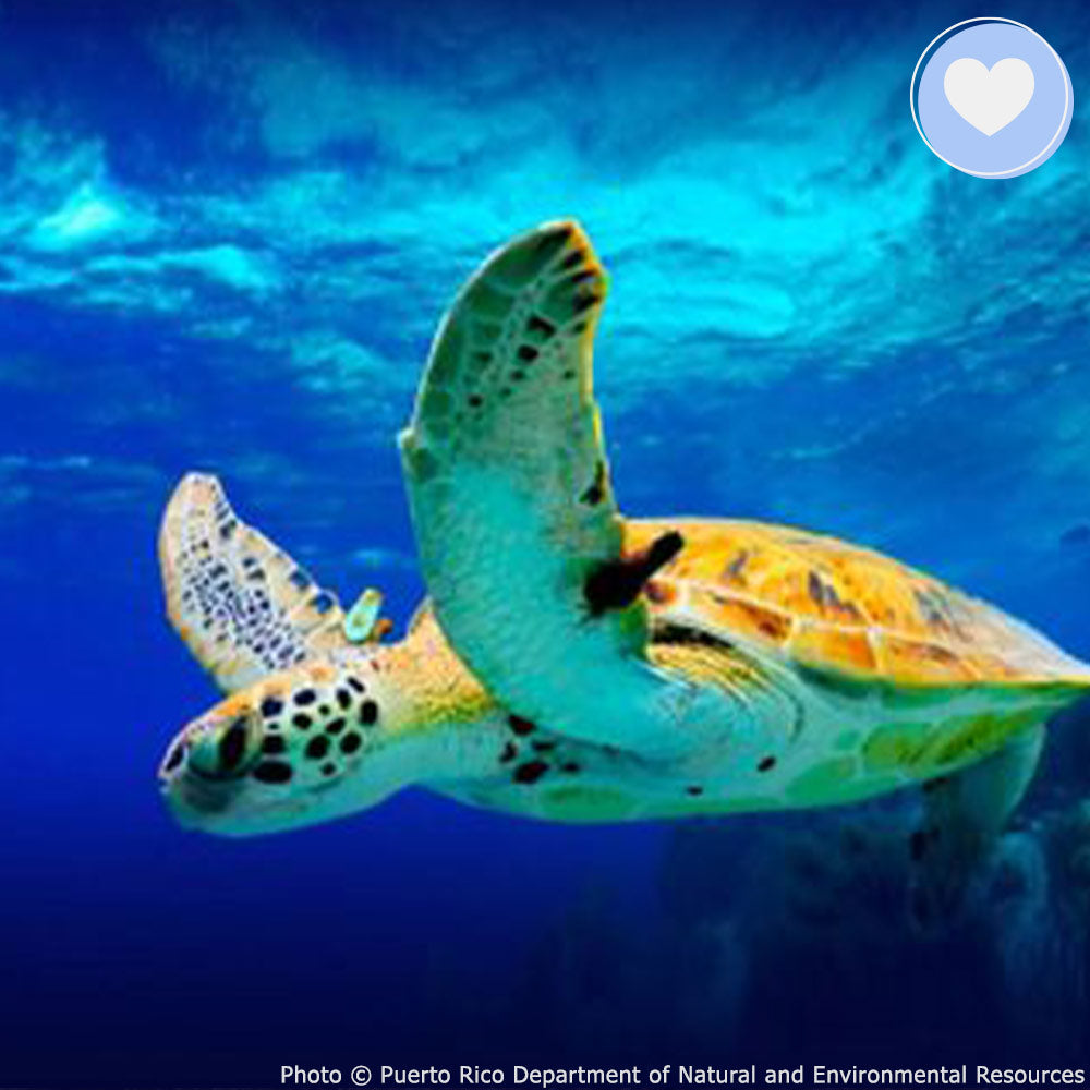 Project Peril: Save the Sea Turtle