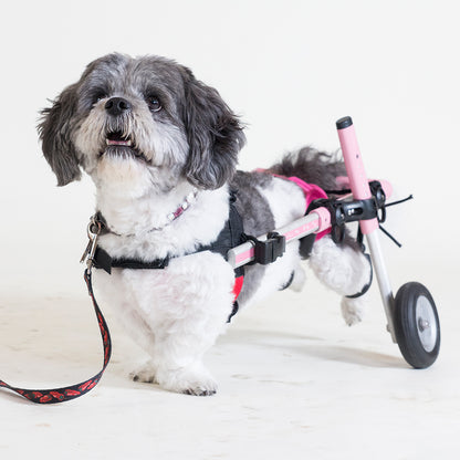 Give Wheels to Special Pets