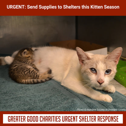 URGENT: Send Emergency Supplies to Shelters this Kitten Season