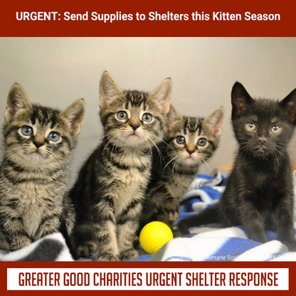 URGENT: Send Emergency Supplies to Shelters this Kitten Season