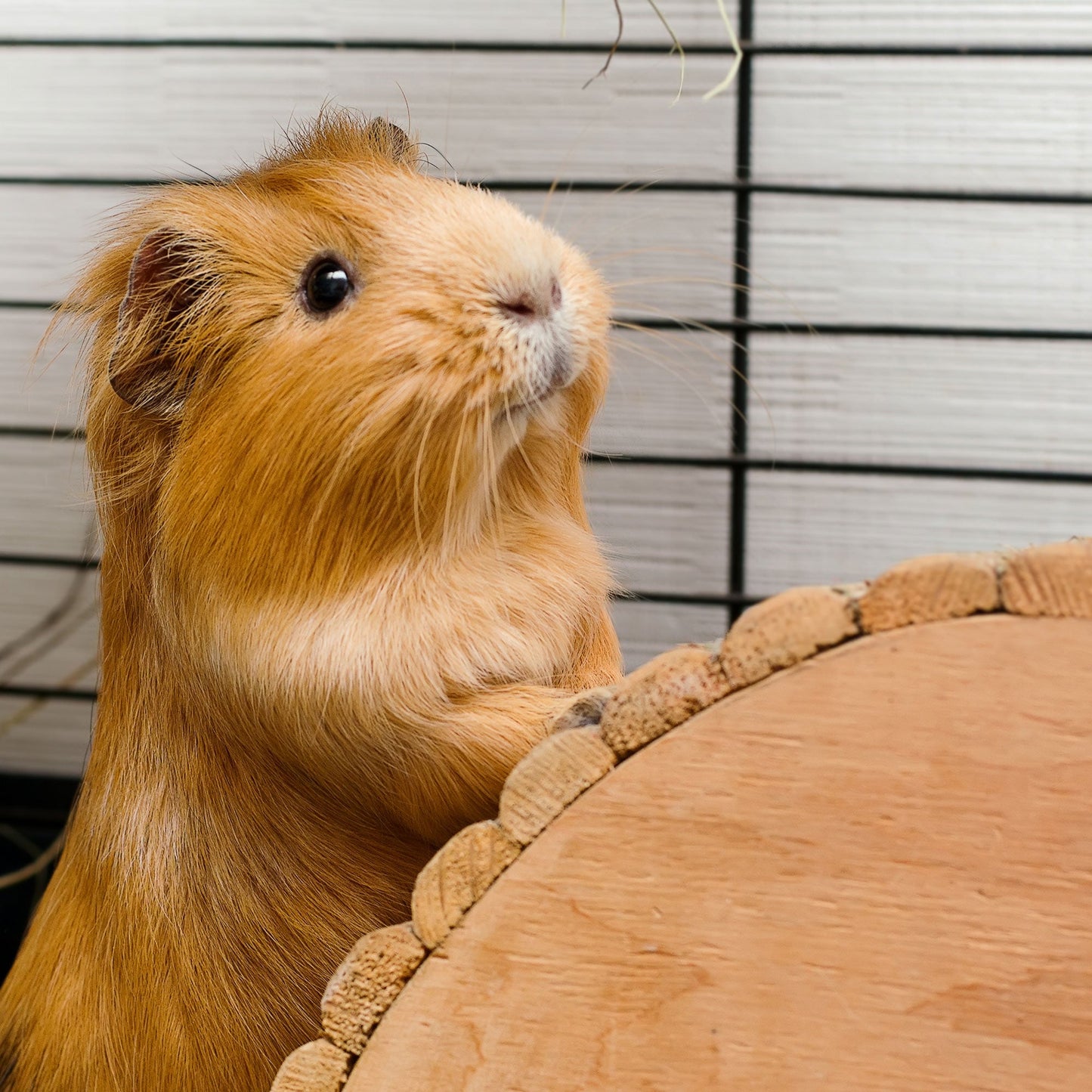 Send Supplies to Hamsters, Guinea Pigs and Other Small Animals