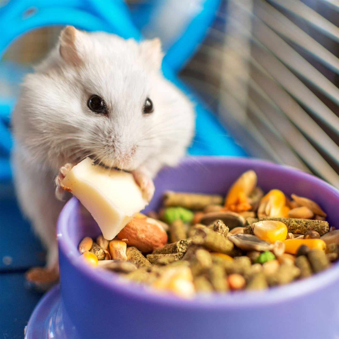 Send Supplies to Hamsters, Guinea Pigs and Other Small Animals