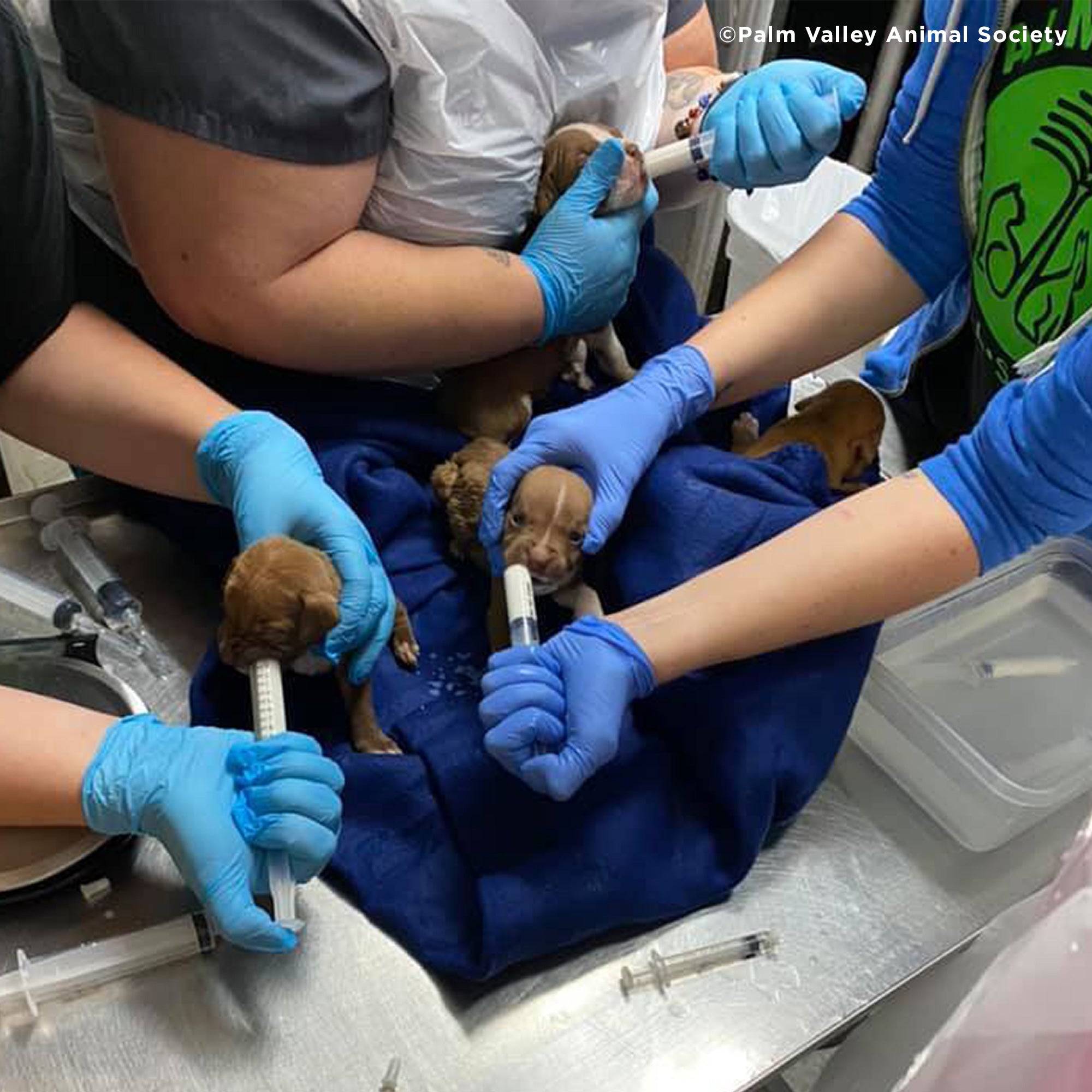 Emergency Care: Life-Saving Formula Kits For Fur Babies