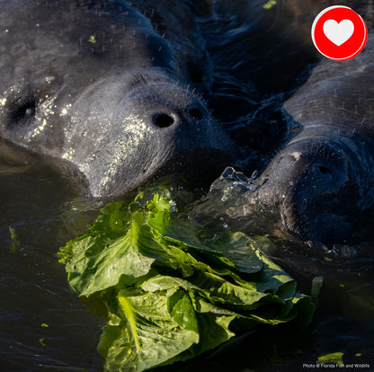 Project Peril: Save Manatees from Starvation
